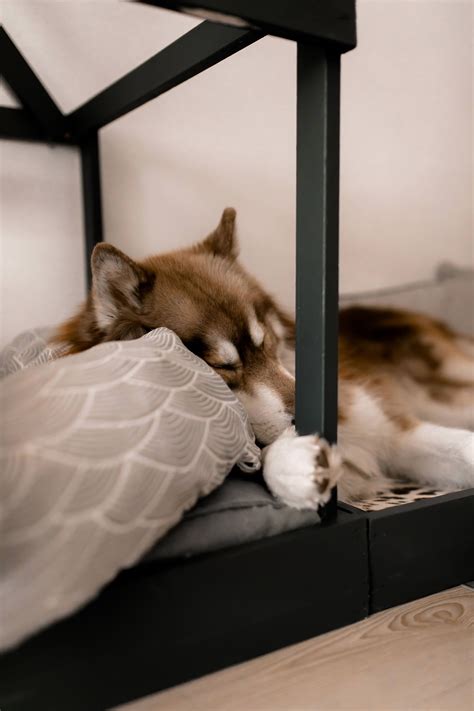 Möchtest du eine wohnung in selb mieten, musst du also nicht mehr gezielt provisionsfreie wohnungen suchen. So einfach kann man sich eine Hundehütte selber bauen ...