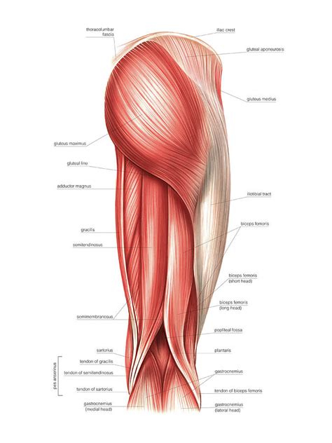 Muscles Of The Thigh Photograph By Asklepios Medical Atlas Pixels The Best Porn Website