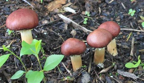 How To Grow Wine Cap Mushrooms In Your Garden Simple Guide