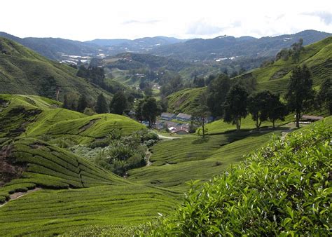 527 likes · 1 talking about this · 5 were here. Visit Cameron Highlands on a trip to Malaysia | Audley Travel