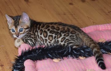 Bengal kittens healthy playful intelligent eating wet and dry food rossete charcoal with silver glitter flea and worm treated litter box trained mum and dad are my family's pets. Cazpurrbengalcats - Bengal Kittens for Sale, Healthy, Top ...