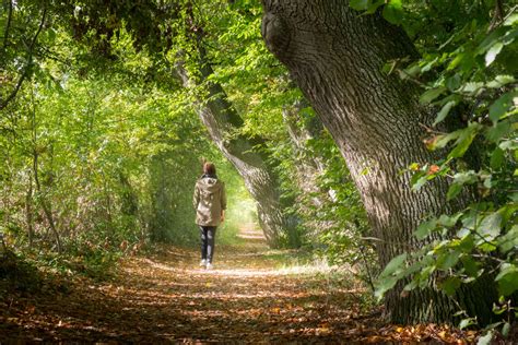 Une Promenade En Forêt Pour Découvrir Les Bienfaits Du Shinrin Yoku