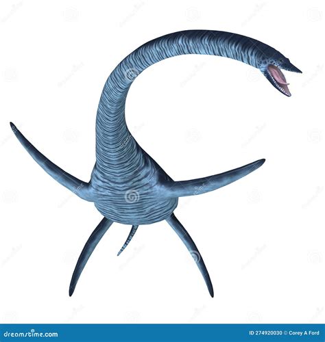 Elasmosaurus Plesiosaur Reptile Isolated On White Background Stock