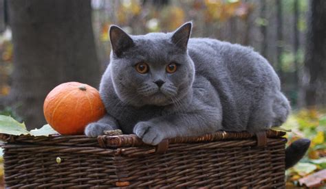 British Shorthair Cat Breed Information And Characteristics Pet Reader