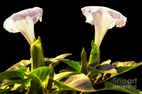 Moon Flowers Photograph By Thomas Woolworth Fine Art America
