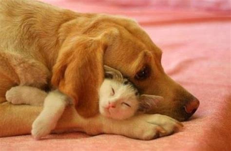 Cats And Dogs Get Along 35 Pics Amazing Creatures