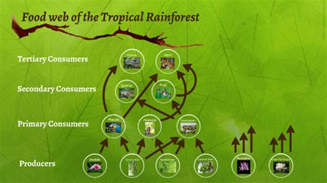 Food Web Of The Tropical Rainforest By Jacob Stanley
