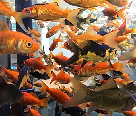 Goldfish In Pet Store Pet Store Fish Pet Goldfish