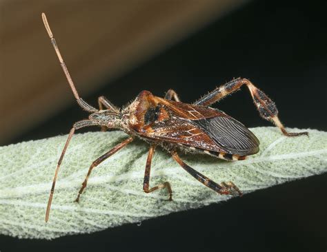 Western Conifer Seed Bug Wikipedia