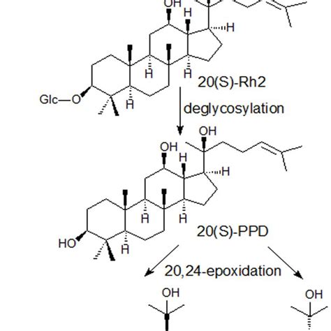 Proposed Possible Metabolism Pathway Of Ginsenoside Rg3 And Its Download Scientific Diagram