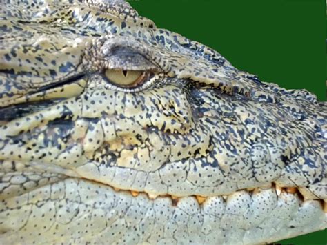 Buaya Muara Crocodylus Porosus Gakum Lhk