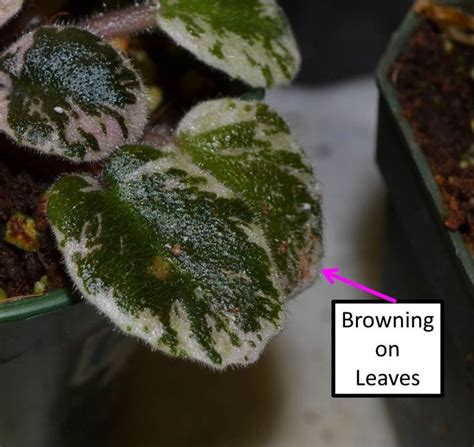 You will then have a leaf with a stem. Why Are My African Violet Leaves Curling Upwards or ...