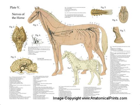 Horse Nervous System Poster Clinical Charts And Supplies
