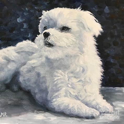 Maltese Dog Painting By Monique Van Reek Fine Art America