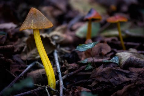 Autumn Mushrooms On Behance