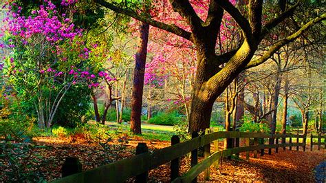 Colorful Flowers Plants Fence Dry Leaves Garden Scenery Hd Scenery