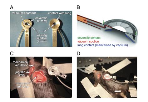 Experimental Set Up For Intravital Imaging Biological Imaging