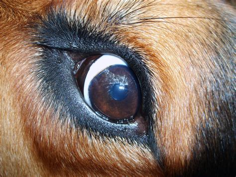 Dog Eye Free Stock Photo Libreshot