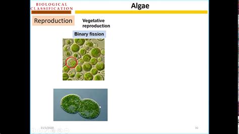 Reproduction In Algae Online Lecture Youtube