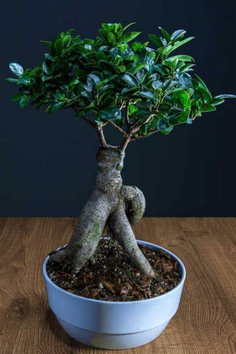 Include some context in the title (such as the species and age of the bonsai). Fabulous Ficus ginseng | Bonsai ficus, Ficus, Ficus tree