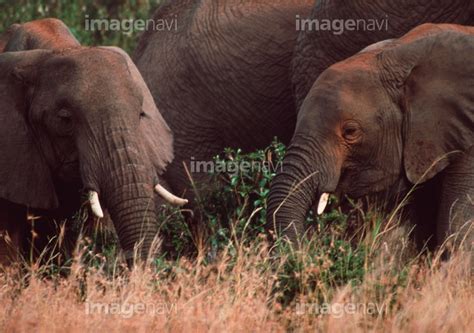 【アフリカゾウ 草食動物 絶滅危惧種 自然 生物学】の画像素材64035659 写真素材ならイメージナビ