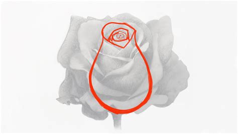 How To Draw A Rose Creative Bloq