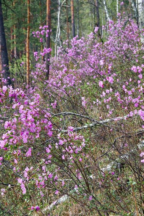 Pine Forest With Rhododendron Dauricum Bushes With Flowers Popular