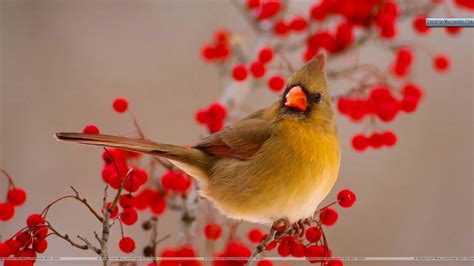 Free Download Images Of Birds Cardinal Berries 1280x1024 Hd Wallpaper
