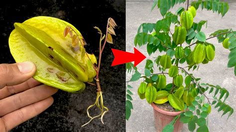 How To Grow Starfruit Tree By Starfruit For Beginners Youtube