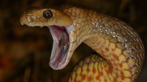 दुनिया के सबसे जहरीले सांप Most Venomous Snakes Worlds Deadliest