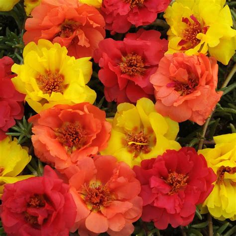 Portulaca Tropical Ground Cover Seed Mix Rose Seeds Flowers