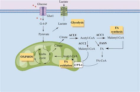 Frontiers Targeting Acetyl CoA Carboxylase For Cancer Therapy