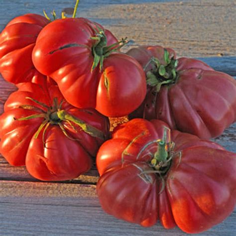 Zapotec Ribbed Tomato Seeds Terroir Seeds
