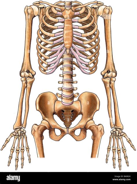 Skeletal System Fivem