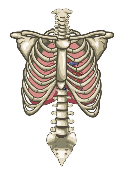 Human Anatomy Torso Skeleton Isolated White Stock Vector Image 17679244