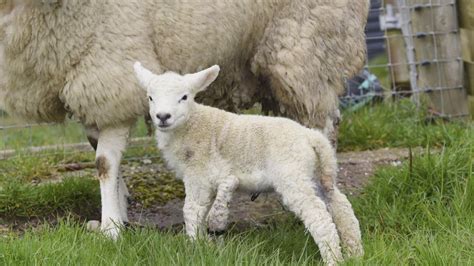Baby Lamb Is Born With 5 Legs And Saved From The Meat Market Aol