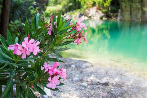 Pink Flowers Over Mountain River Background Stock Photo Image Of