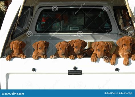 Litter Of Puppies Stock Image Image Of Animals Curious 2687541