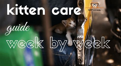Kitten Care Guide Week By Week Sounds Easy Enough But