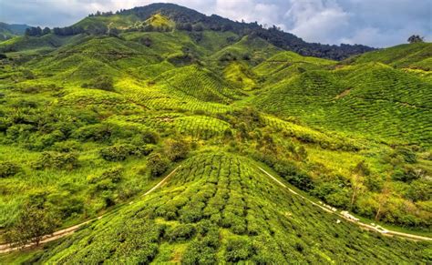 Travelling between cameron highlands and ipoh is possible by bus. Cameron Highlands (Per Tour Package) - Discovery Malaysia