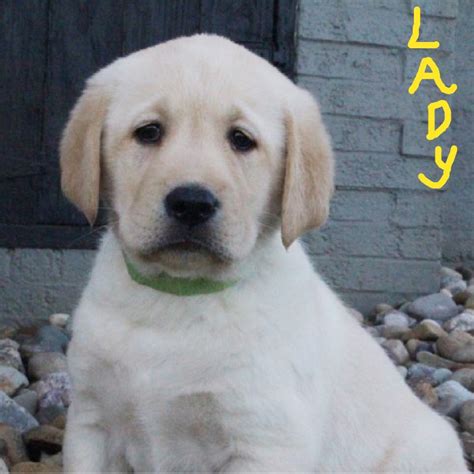 Lrr has matched thousands of labs with caring individuals and families in new england. Labrador Retriever Puppies For Sale | Canton, OH #193354