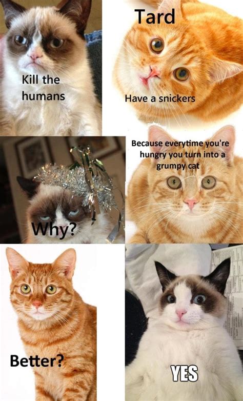 funny cat memes 2020 clean 80 funny cat pictures captions will make you jump laughing