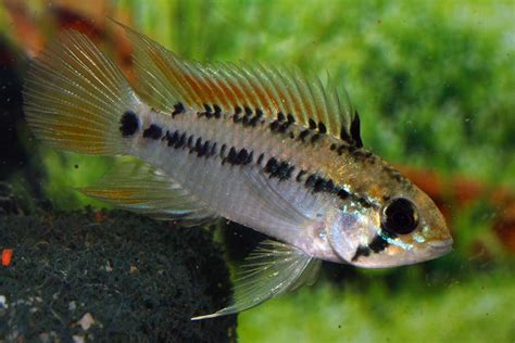 Apistogramma Macmasteri Wild Aqualogde