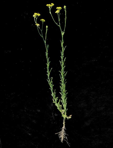 Nidorella Cass Plants Of The World Online Kew Science
