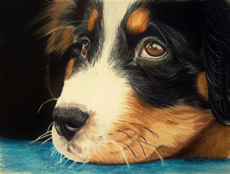 Waiting Bernese Mountain Dog Puppy Done On Drafting Film