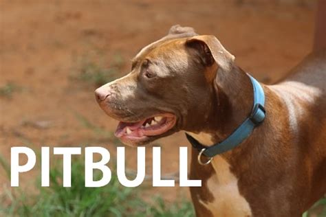 Pitbull Dog Could Be The Most Misunderstood Dog Of The World But