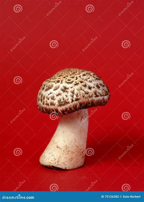Single Wild Mushroom Stock Photo Image Of Uncooked Fungi 75126382