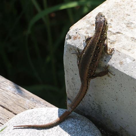 Die männchen sind bedeutend größer, massiger und vollkommen anders gezeichnet. Eidechsen im Garten