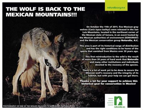 Mexican Grey Wolves Released In Sonora Wild Sonora