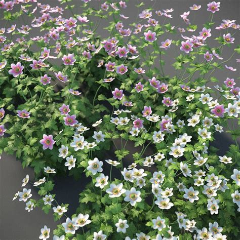 Xfrogplants Anemone Hybrida Free 3d Model Animated Cgtrader
